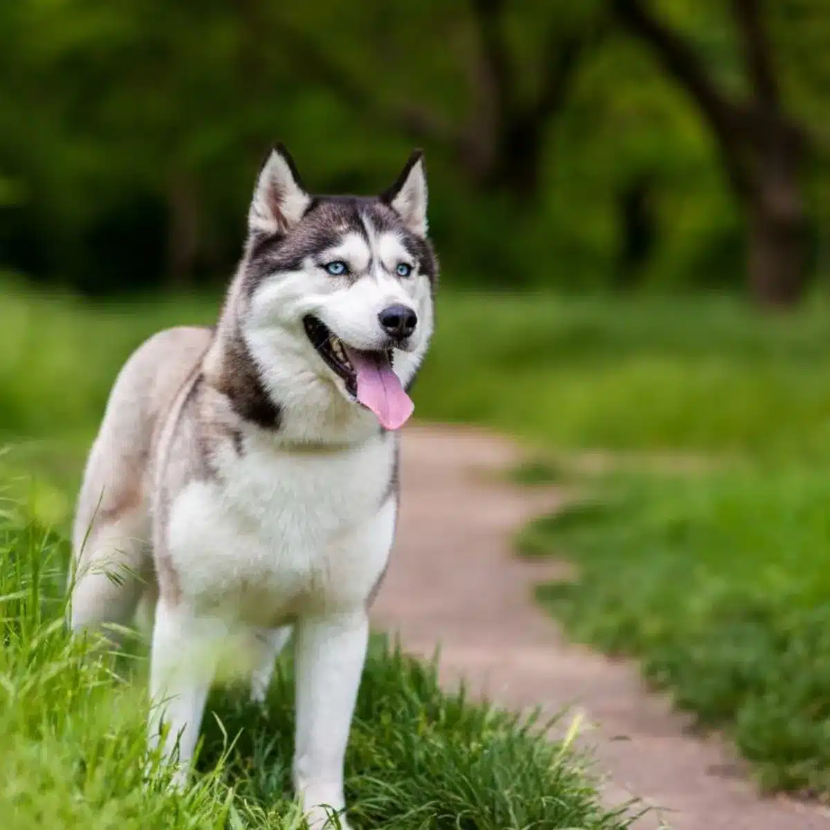 37 Prénoms De Chien Femelle En U Avec Leurs Significations En 2023 4