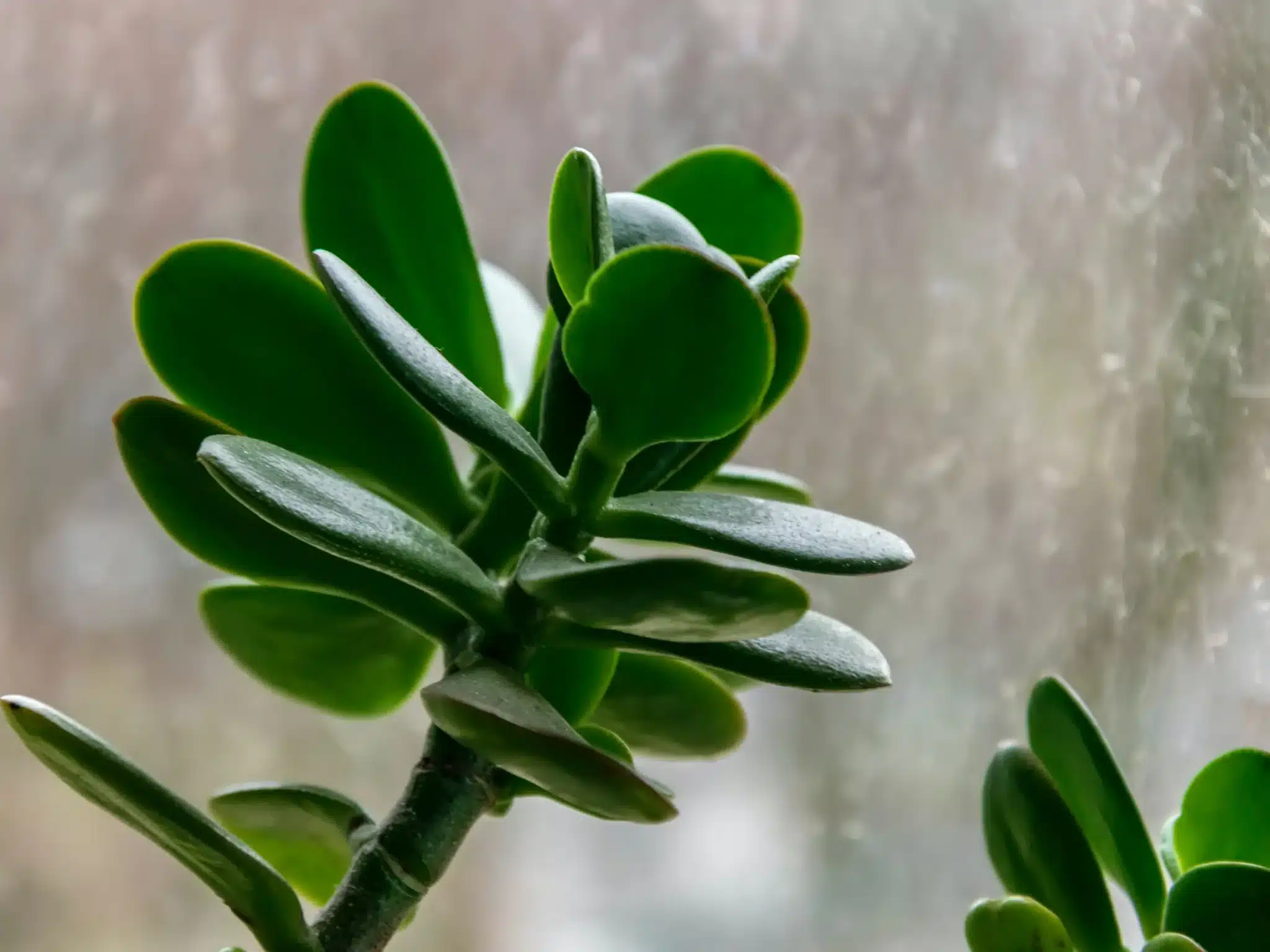 Arbre de jade signification spirituelle 2