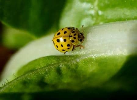 Coccinelle jaune signification spirituelle 2