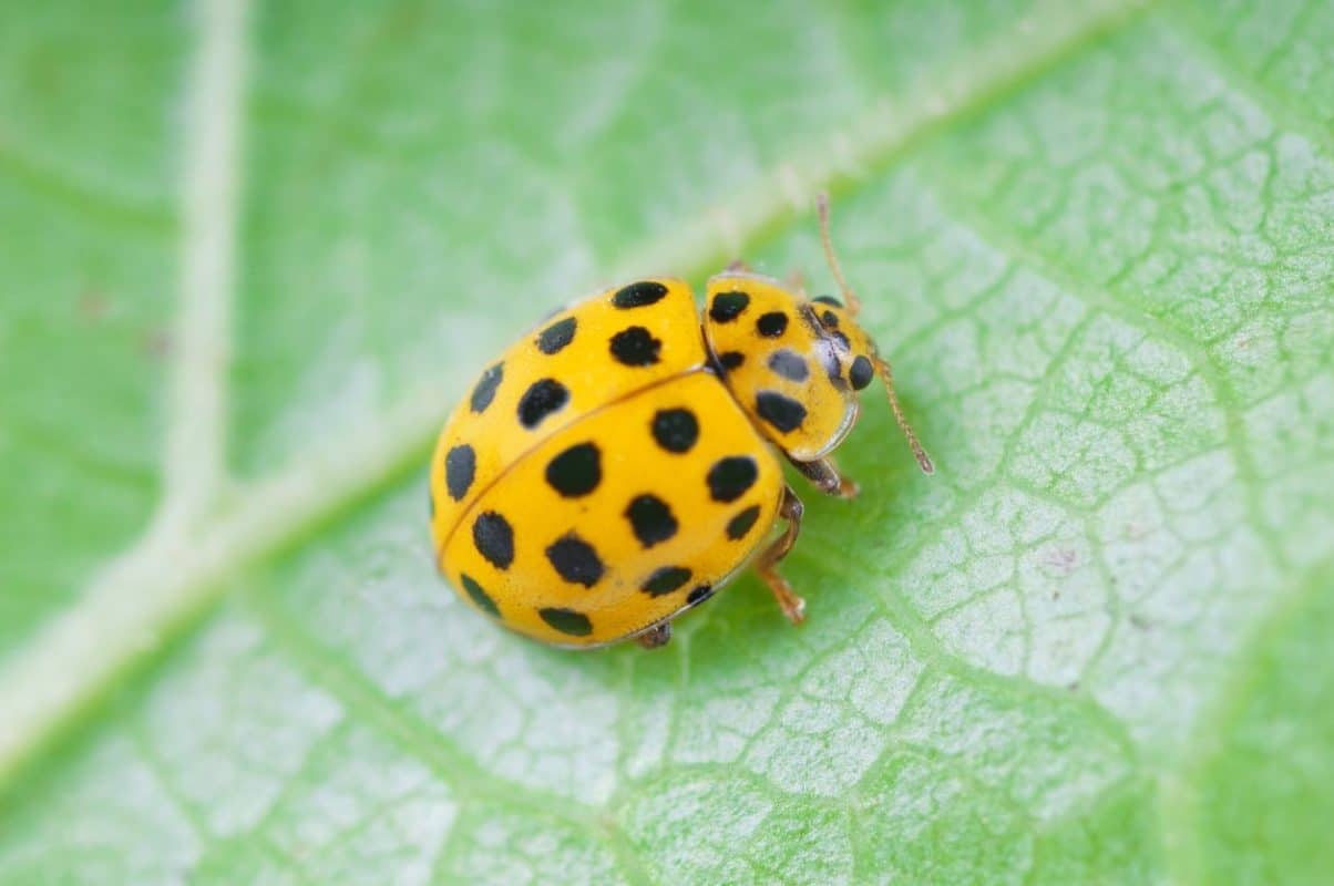 Coccinelle jaune signification spirituelle 1