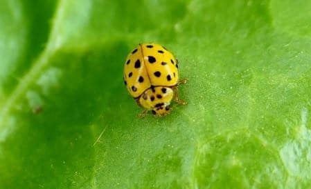 Coccinelle jaune signification spirituelle 4