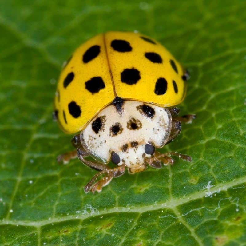 Coccinelle jaune signification spirituelle 3