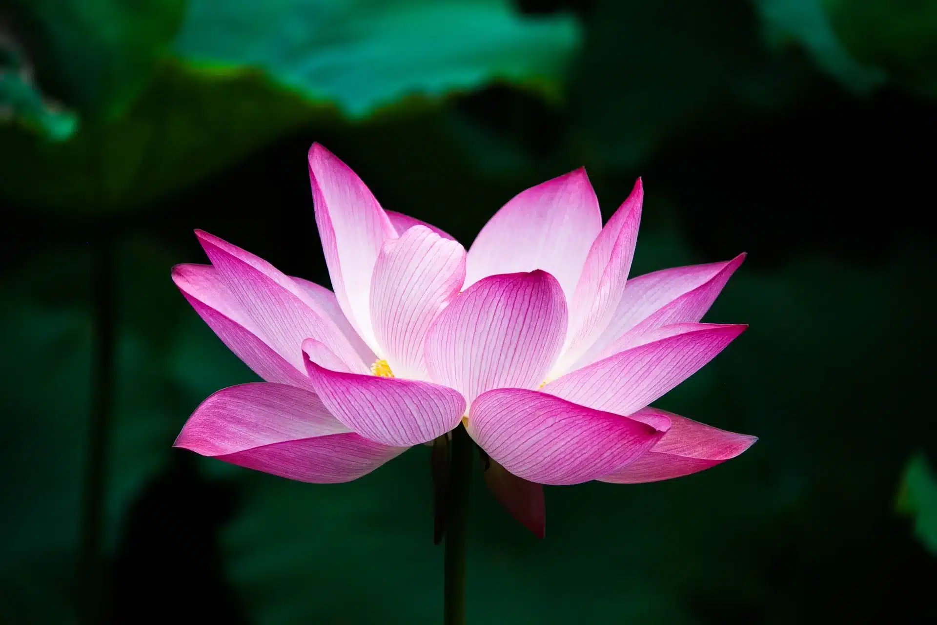 Fleur de lotus signification spirituelle 3