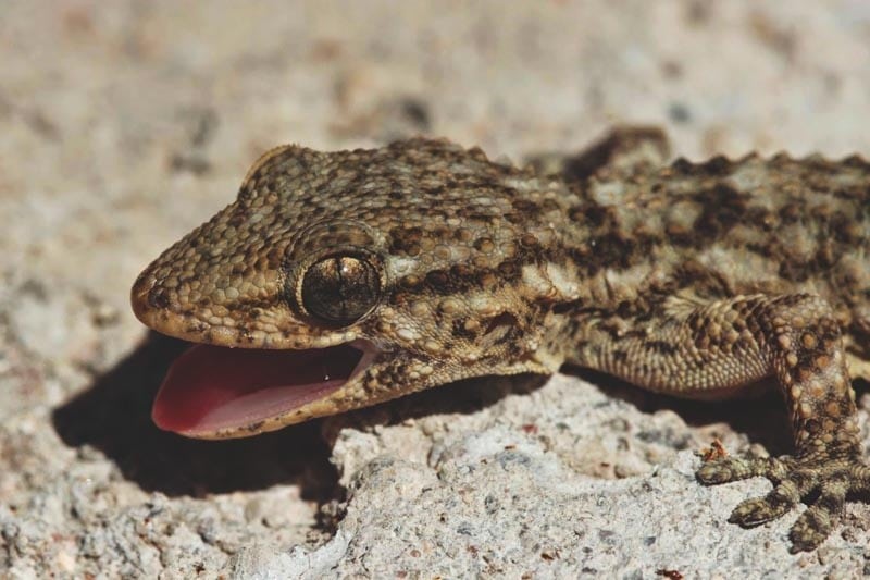 Gecko dans la maison signification spirituelle 3