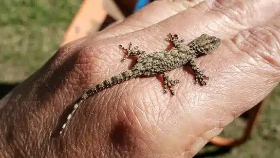 Gecko dans la maison signification spirituelle 2