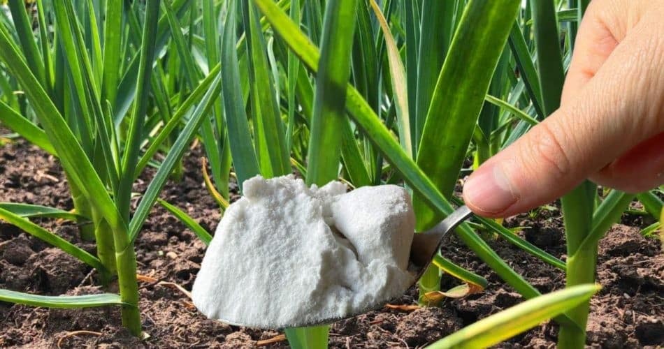 10 Utilisations Intelligentes du Bicarbonate de Soude au Jardin 1