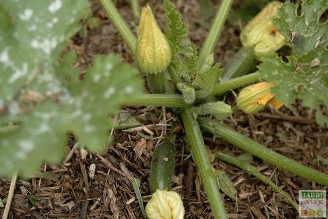 7 astuces pour faire pousser des courgettes ! 4