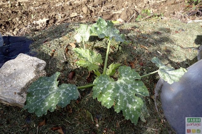 7 astuces pour faire pousser des courgettes ! 3