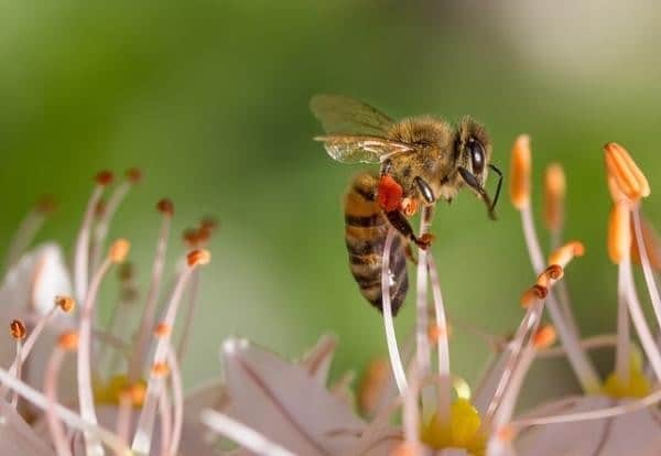 Abeille : La Vraie Signification Spirituelle & 9 Interprétations Symboliques 6