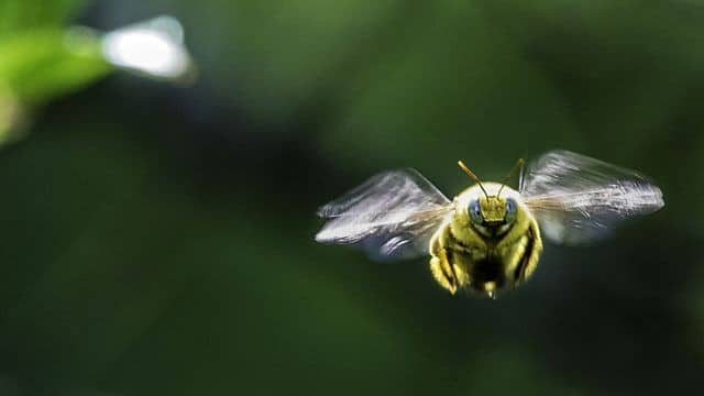 Abeille : La Vraie Signification Spirituelle & 9 Interprétations Symboliques 5