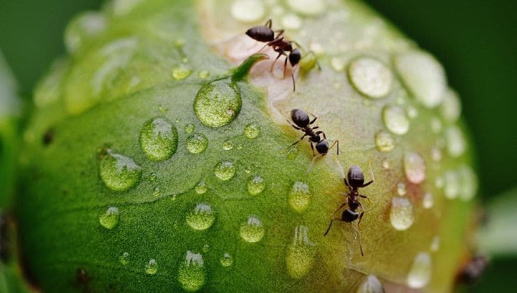 Balcon sans fourmis : astuces naturelles pour une paix retrouvée ! 2