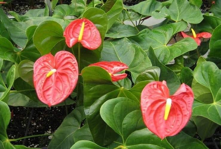 Anthurium : une explosion de fleurs avec un seul comprimé 3