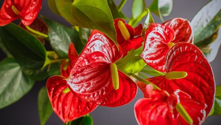 Anthurium : une explosion de fleurs avec un seul comprimé 4