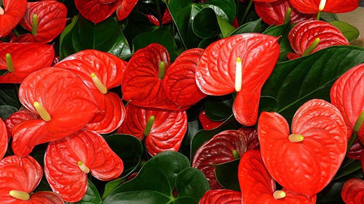 Anthurium : une explosion de fleurs avec un seul comprimé 5