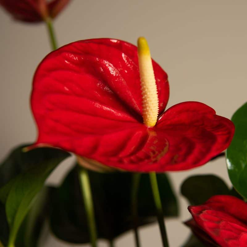 Anthurium : une explosion de fleurs avec un seul comprimé 6