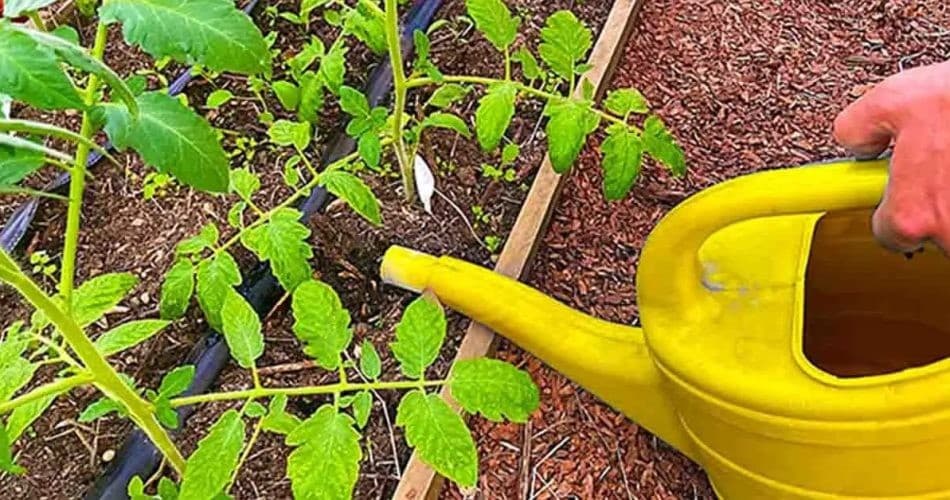 Boosteur naturel pour la croissance rapide des tomates 5