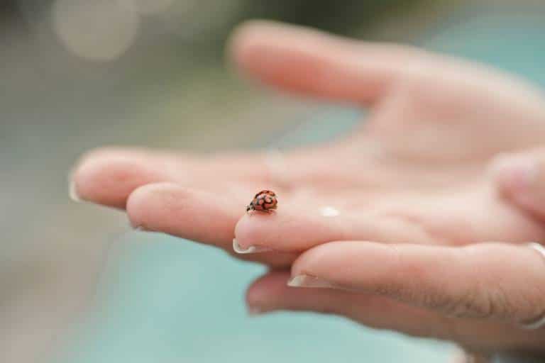 Coccinelle dans la maison signification spirituelle 3