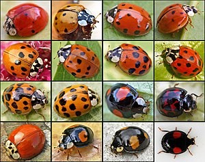 Coccinelle dans la maison signification spirituelle 5