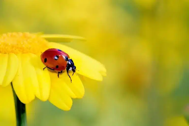 Coccinelle dans la maison signification spirituelle 2