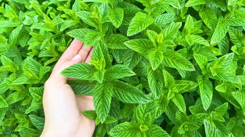 Comment faire pousser de la menthe à la maison et dans le jardin et l'avoir toujours belle 1