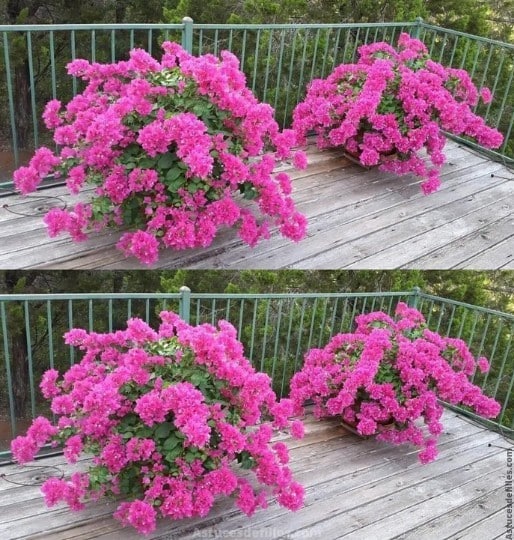 Comment faire pousser des bougainvilliers et les faire remplir de fleurs 1