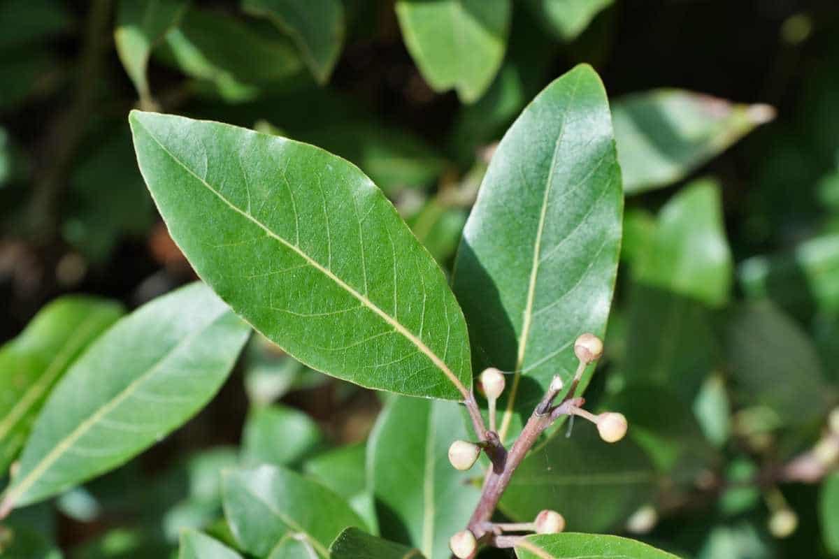 Danger dans la Cuisine : Les Plantes Aromatiques Vénéneuses 5