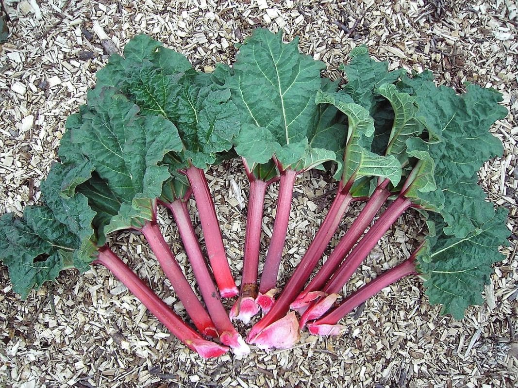 Danger dans la Cuisine : Les Plantes Aromatiques Vénéneuses 6