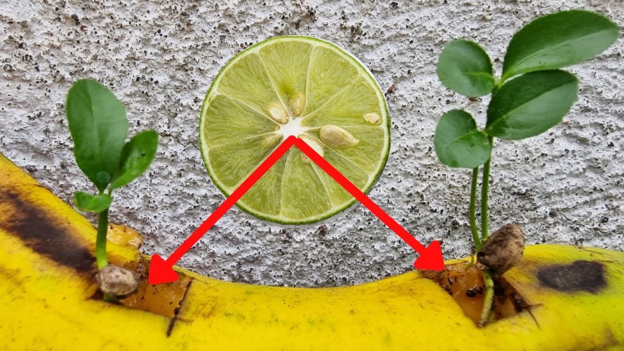 Faire Pousser un Citronnier : L'Astuce Géniale de la Banane 4