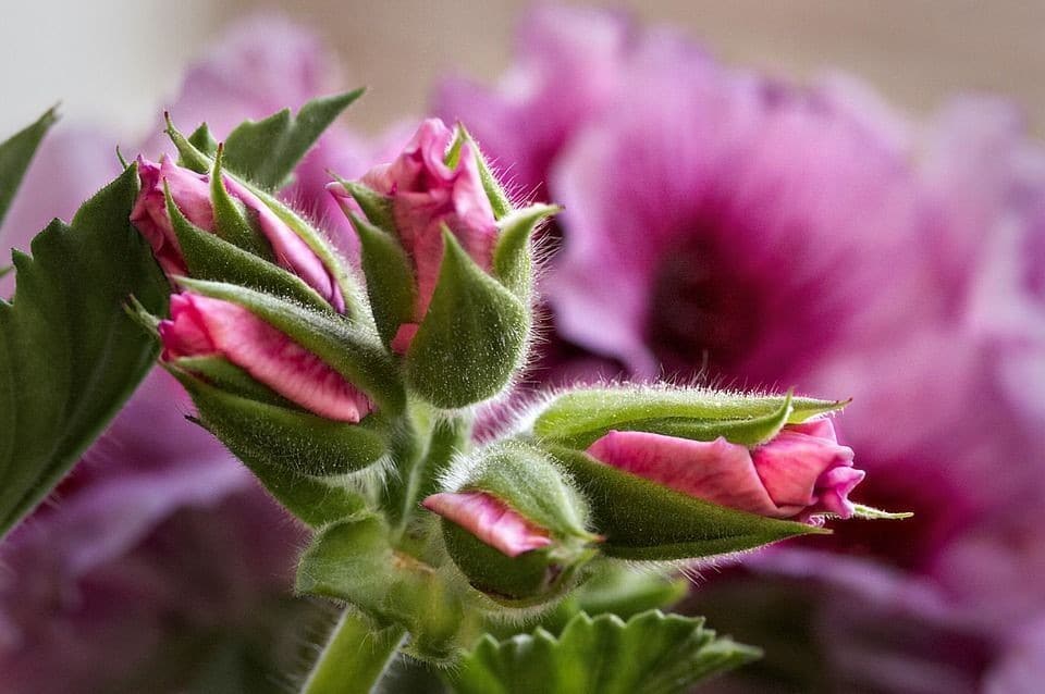 Guide ultime pour la fertilisation et la propagation efficaces des géraniums 3