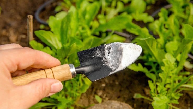 Herbicide Naturel - La Solution Écologique et Puissante Contre les Mauvaises Herbes 4