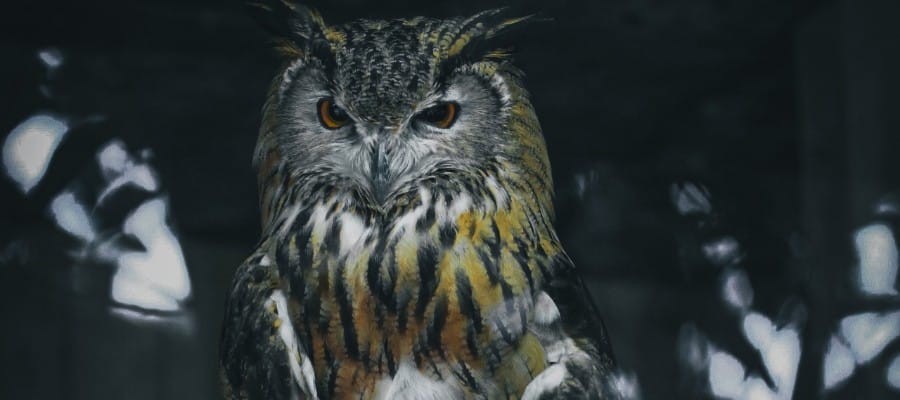 Hibou : Découvrez la Véritable Signification Spirituelle et les Interprétations Possibles 3