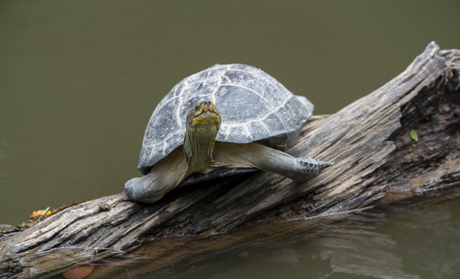 La Tortue & La Vraie Signification Spirituelle + Ses Interprétations 4