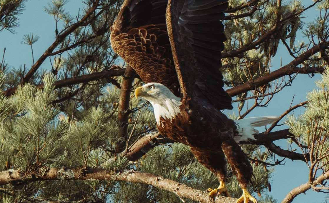 La Vraie Signification Spirituelle de L'Aigle & Ses 9 Interprétations Possibles 3