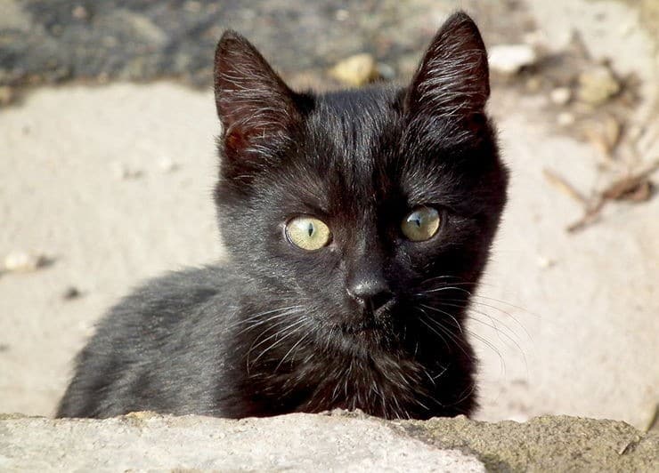 Que signifie l'expression : être un chat noir ?