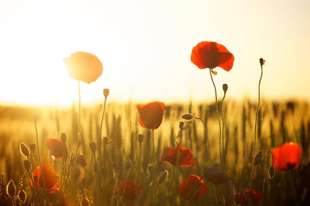 La Vraie Signification Spirituelle du Coquelicot & Ses 8 Interprétations 4