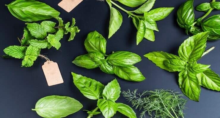 Danger dans la Cuisine : Les Plantes Aromatiques Vénéneuses 2