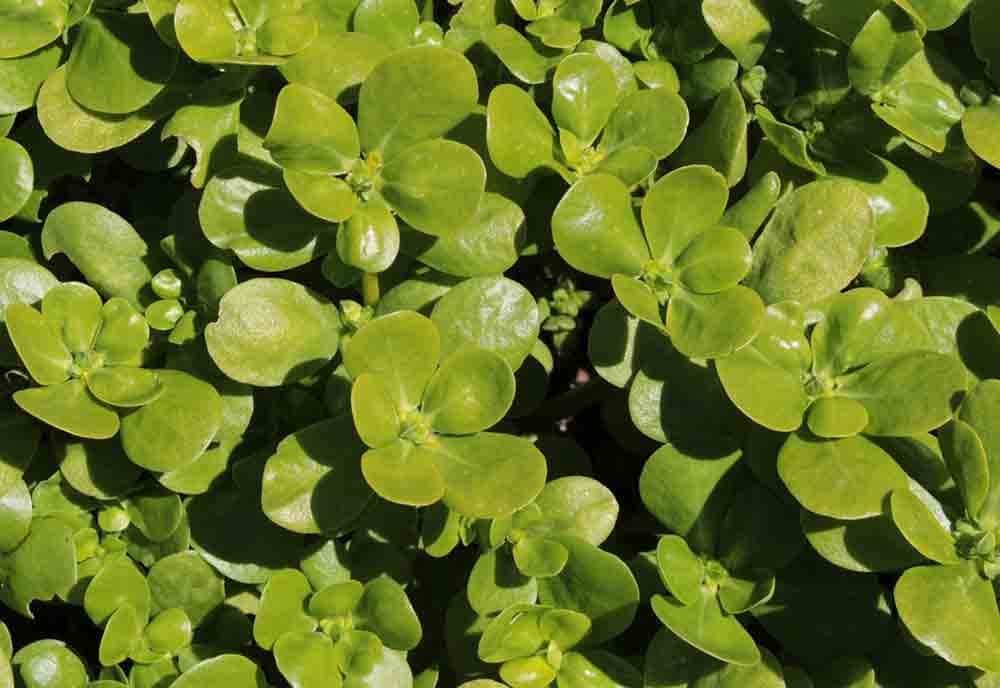 Le Potentiel Insoupçonné des Mauvaises Herbes: Le Cas du Pourpier 8