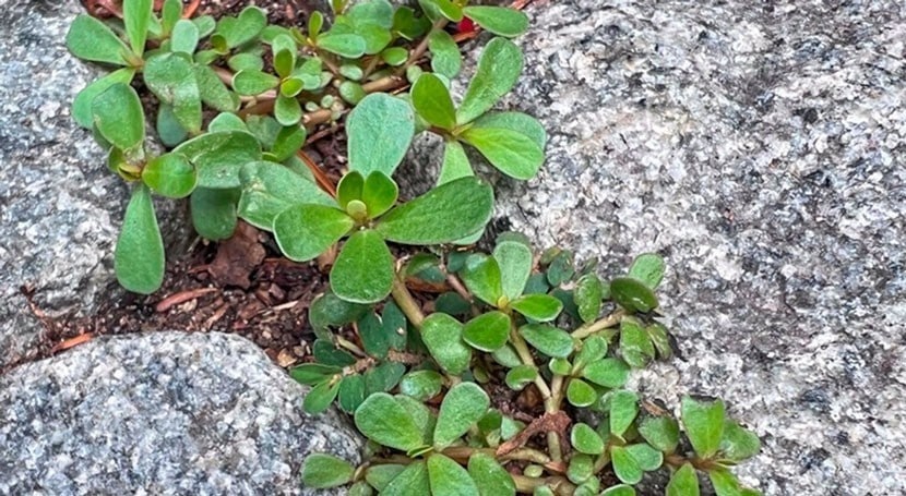 Le Potentiel Insoupçonné des Mauvaises Herbes: Le Cas du Pourpier 6