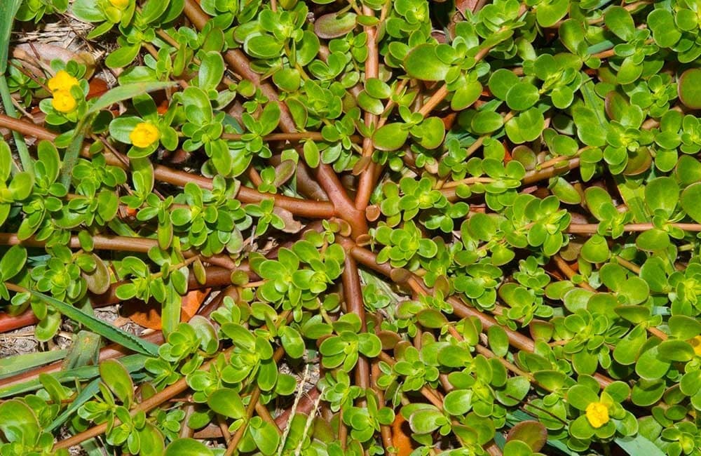 Le Potentiel Insoupçonné des Mauvaises Herbes: Le Cas du Pourpier 10