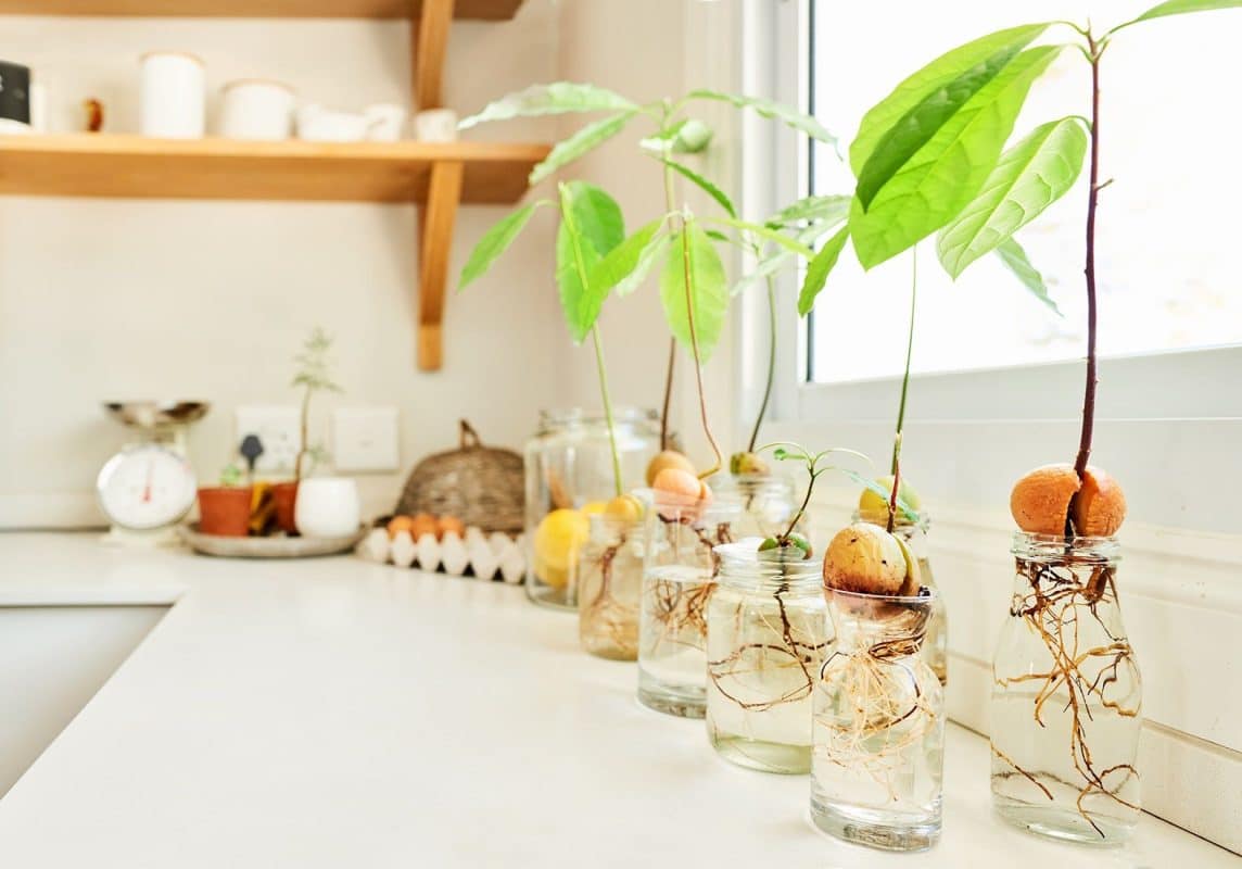 Cultiver Un Avocat Chez Soi à partir d’une graine Pour En Avoir à l'Infini ! 3