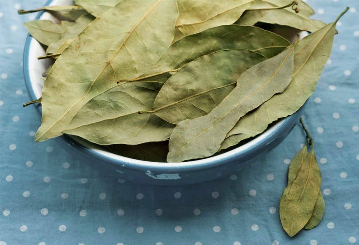 Les Merveilles Insoupçonnées de la Feuille de Laurier : 14 Bénéfices Surprenants 1