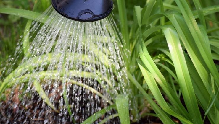 Les plantes, comment les arroser pendant un mois sans frais : la méthode utilisée par les agriculteurs 2