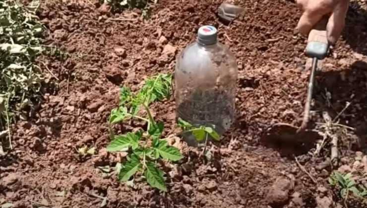 Les plantes, comment les arroser pendant un mois sans frais : la méthode utilisée par les agriculteurs 4