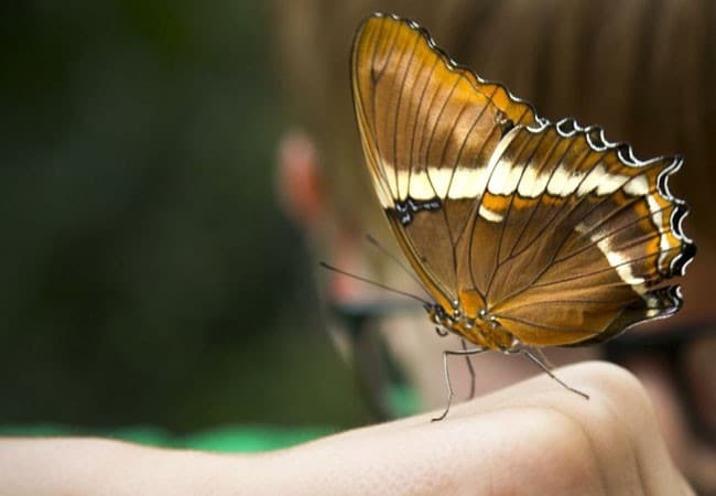 Papillon Marron : Signification Spirituelle & Symbolique 2