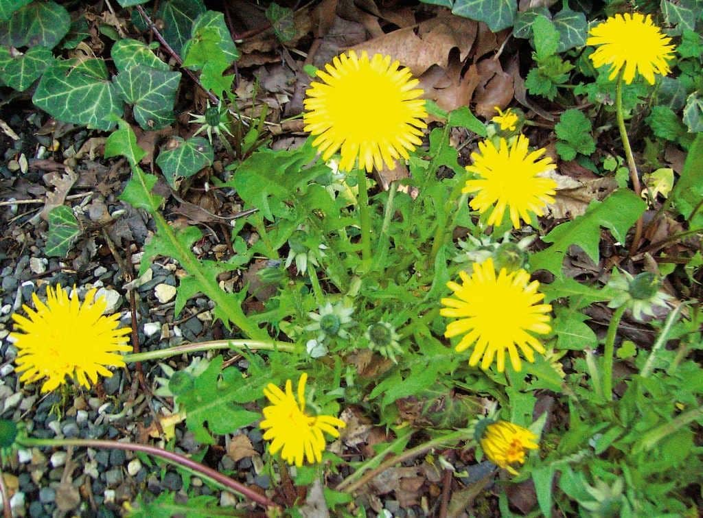 Pissenlit : une plante riche en propriétés thérapeutiques sous-estimées 2