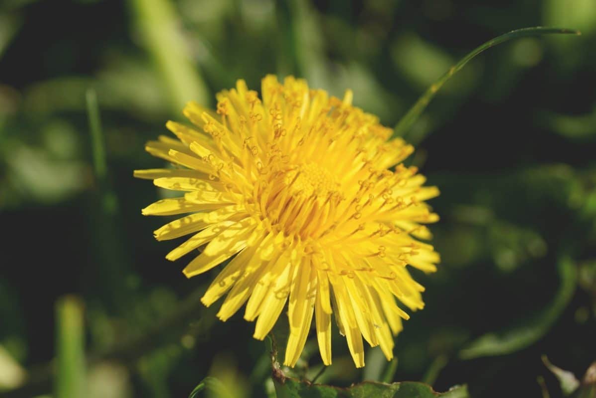 Pissenlit : une plante riche en propriétés thérapeutiques sous-estimées 7