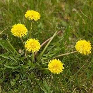 Pissenlit : une plante riche en propriétés thérapeutiques sous-estimées 8