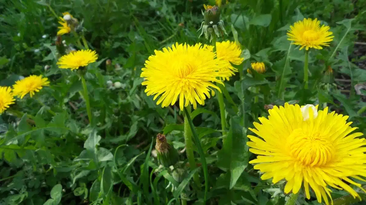 Pissenlit : une plante riche en propriétés thérapeutiques sous-estimées 5