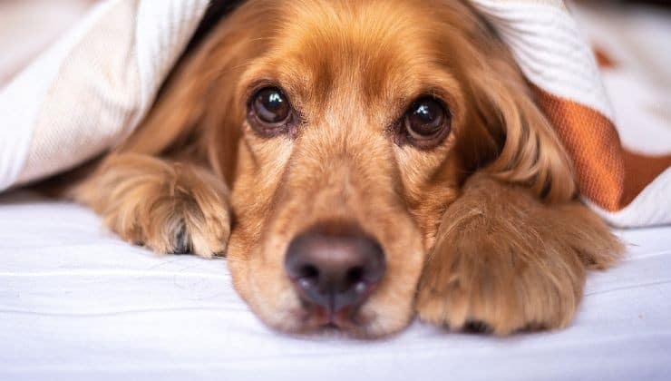 Pourquoi mon chien creuse-t-il sur le lit ou le canapé ? Voici la réponse apportée par les experts 2