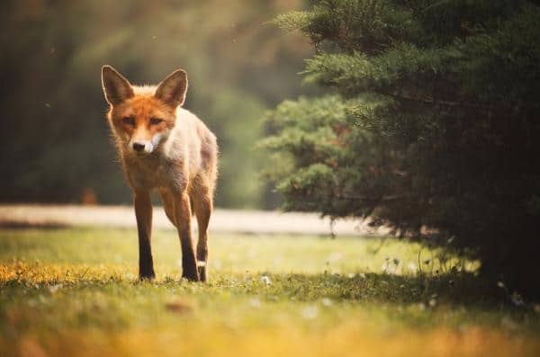 Renard : La Vraie Signification Spirituelle & Symbolique 5